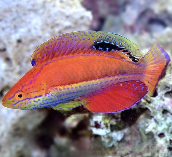 Blue Star Leopard Wrasse Female S/M