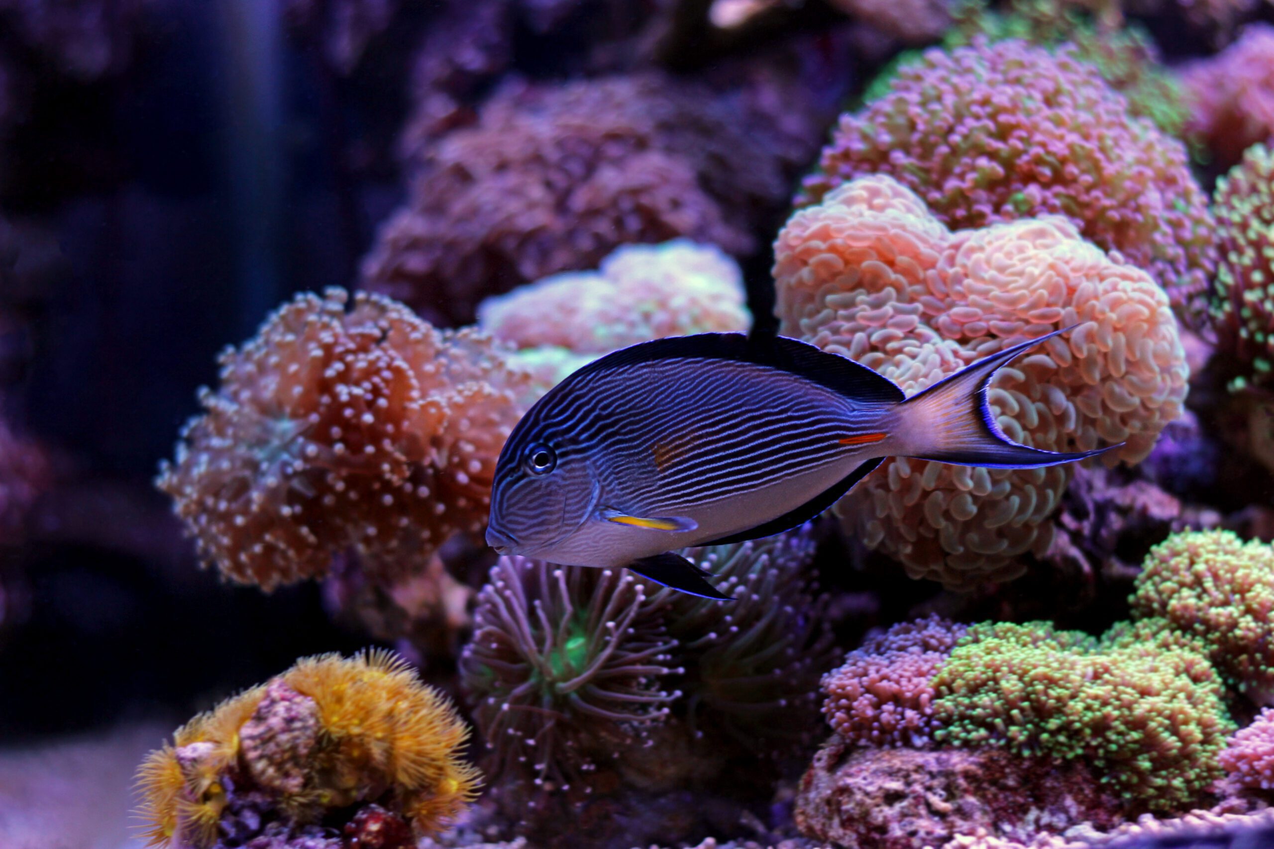 Tang fish swimming next to corals in a saltwater fishtank