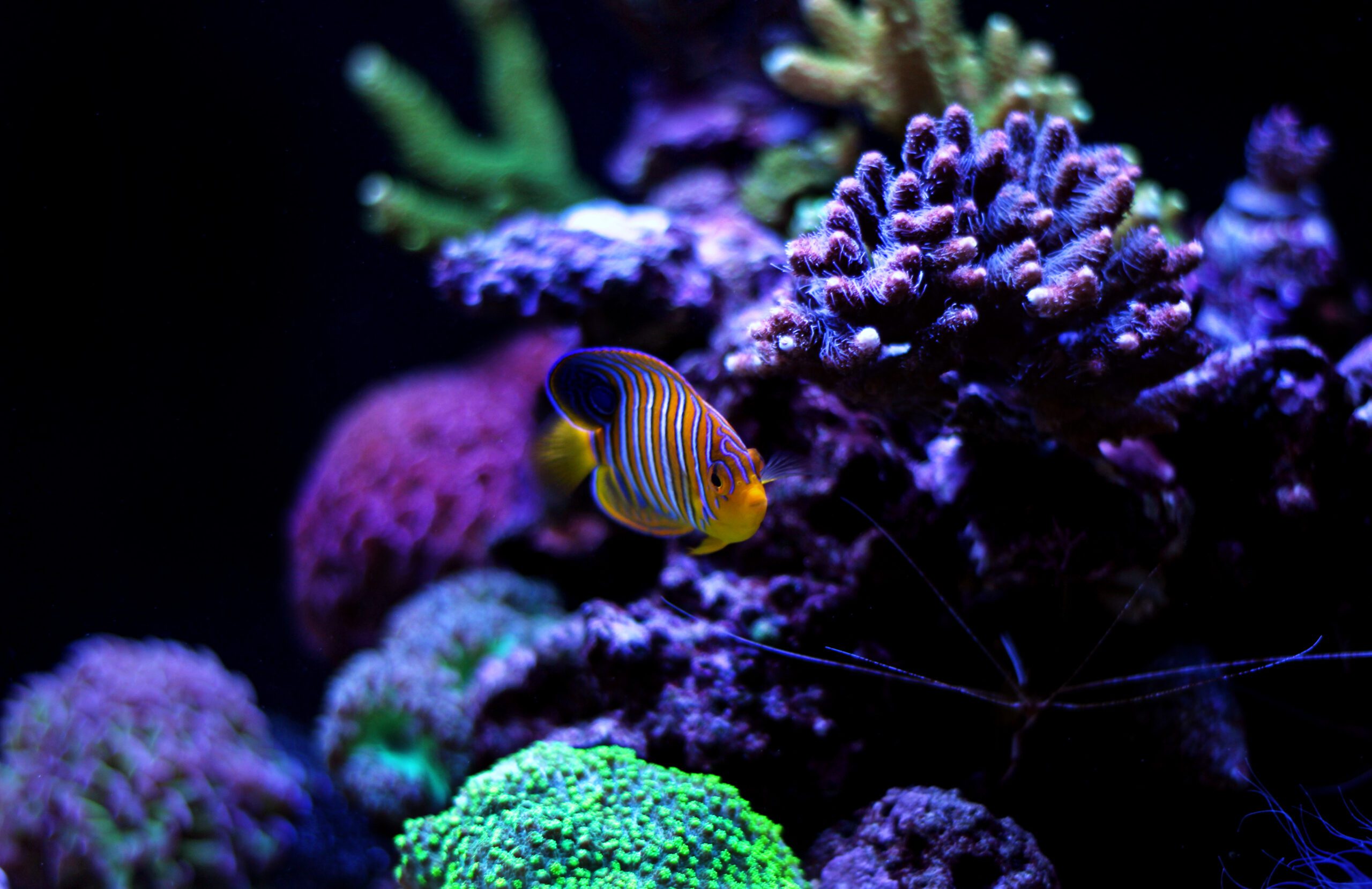 Angelfish swimming next to vibrant green coral