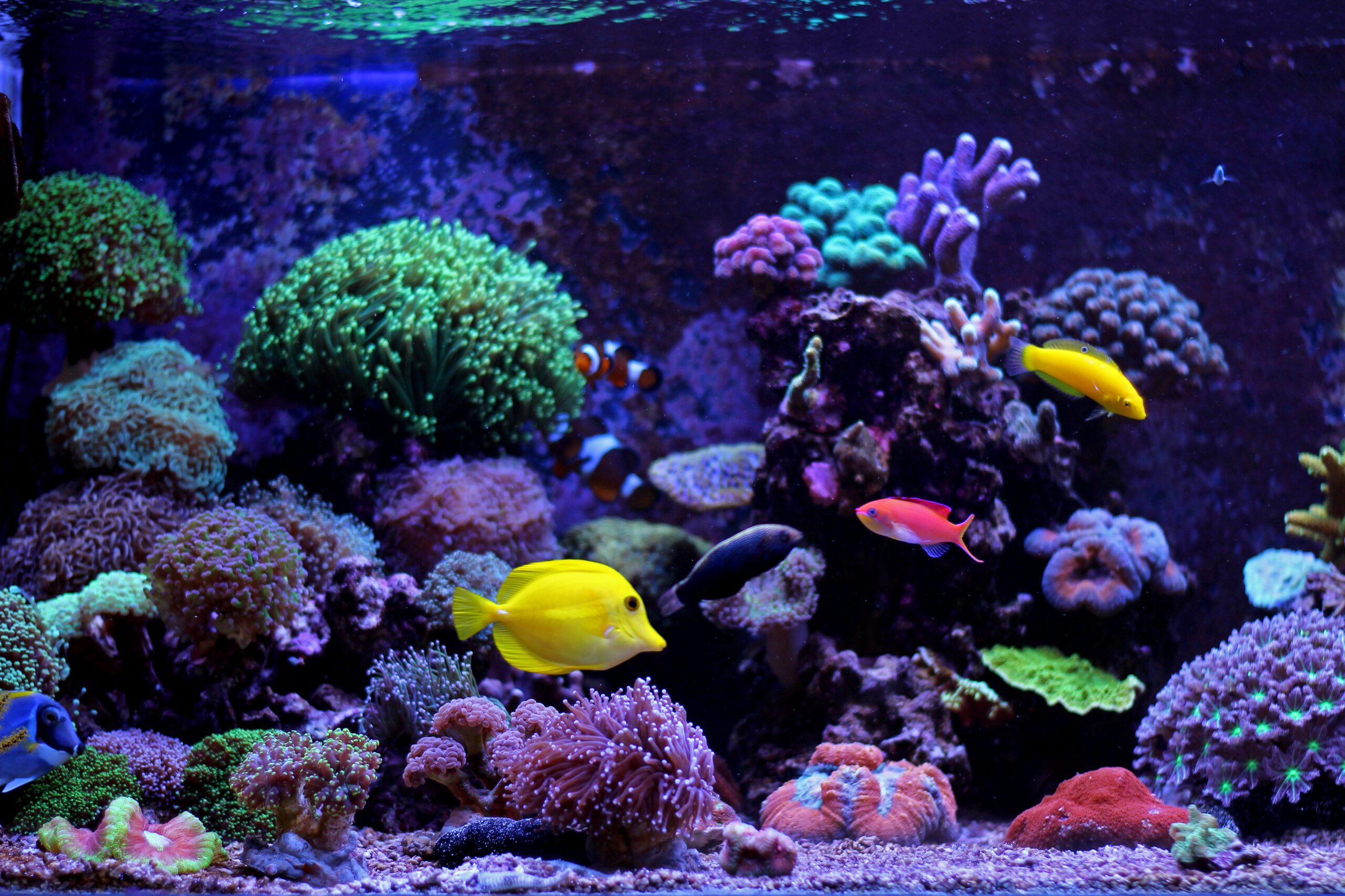 Vibrant fish swimming in coral filled fish tank