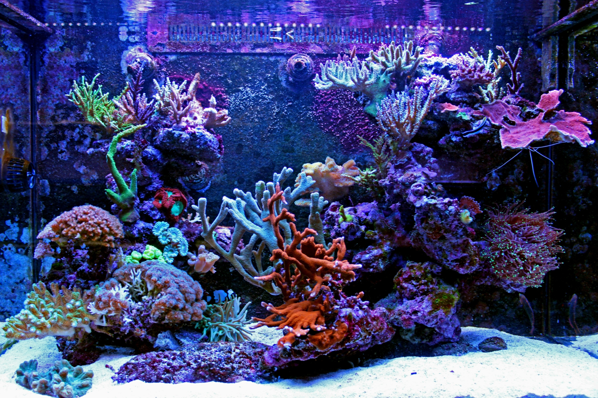Fishtank with lots of coral inside