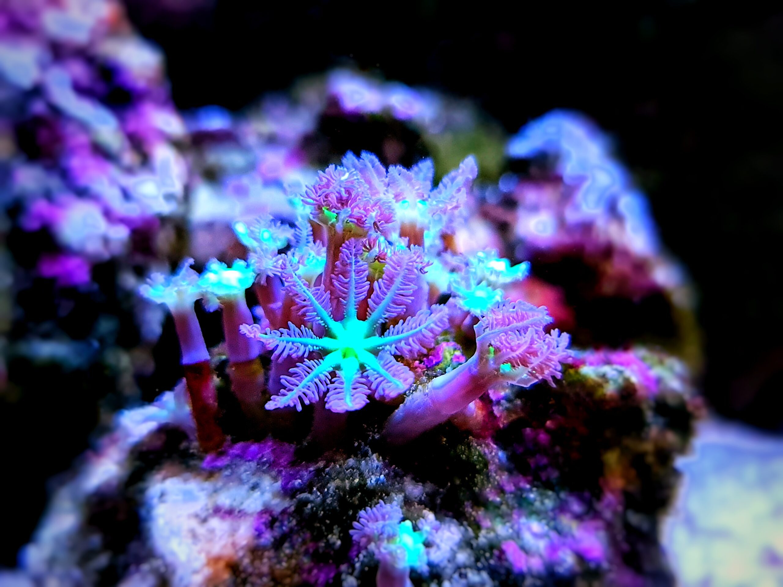 Green and purple coral in fish tank