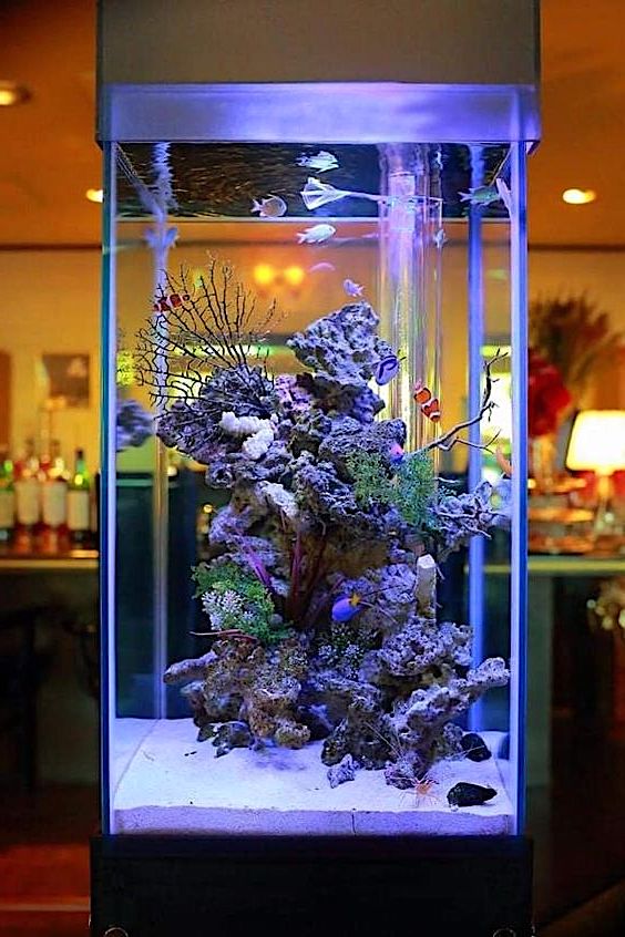 Tall rectangular aquarium inside house with clown fish