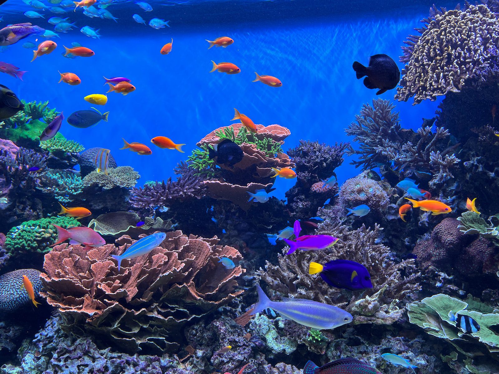 a large aquarium filled with lots of colorful fish