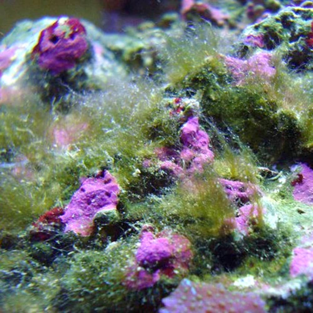 The Most Common Causes of Salt Water Aquarium Hair Algae : and How to Get  Rid Of It | Artistic Oceans