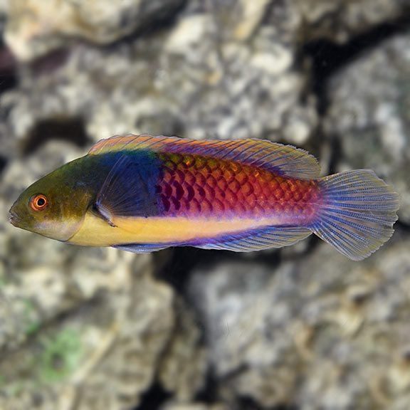 Wrasse - Yellow Flanked Fairy