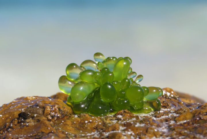 Bubble Algae in Reef Tanks: How to identify and remove. | Artistic Oceans