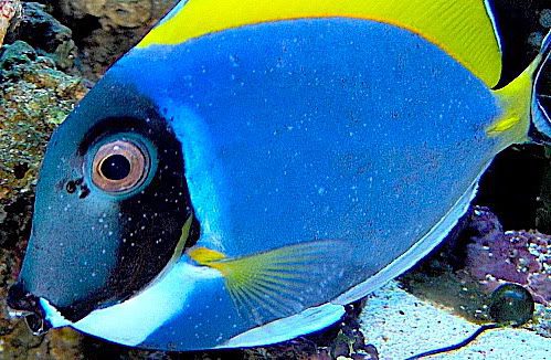 Powder blue tang with ich