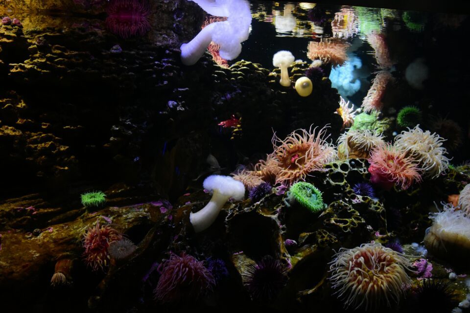Colorful reef aquarium with coral and fish; photograph by Praveen Kenderla on Unsplash.